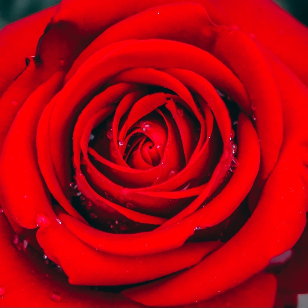 Goodness is Great 🌹